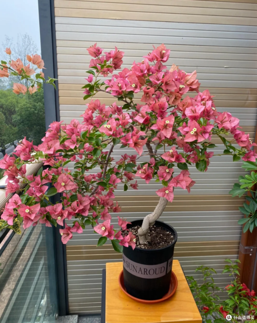 适合“穷养”的5种花,不要施肥也别勤浇水,越养越旺盛