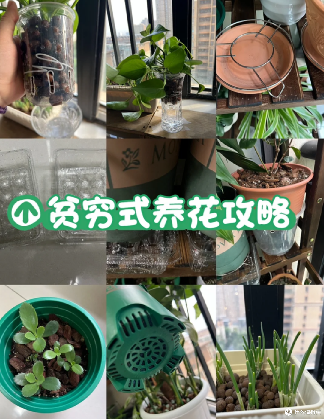 适合“穷养”的5种花,不要施肥也别勤浇水,越养越旺盛