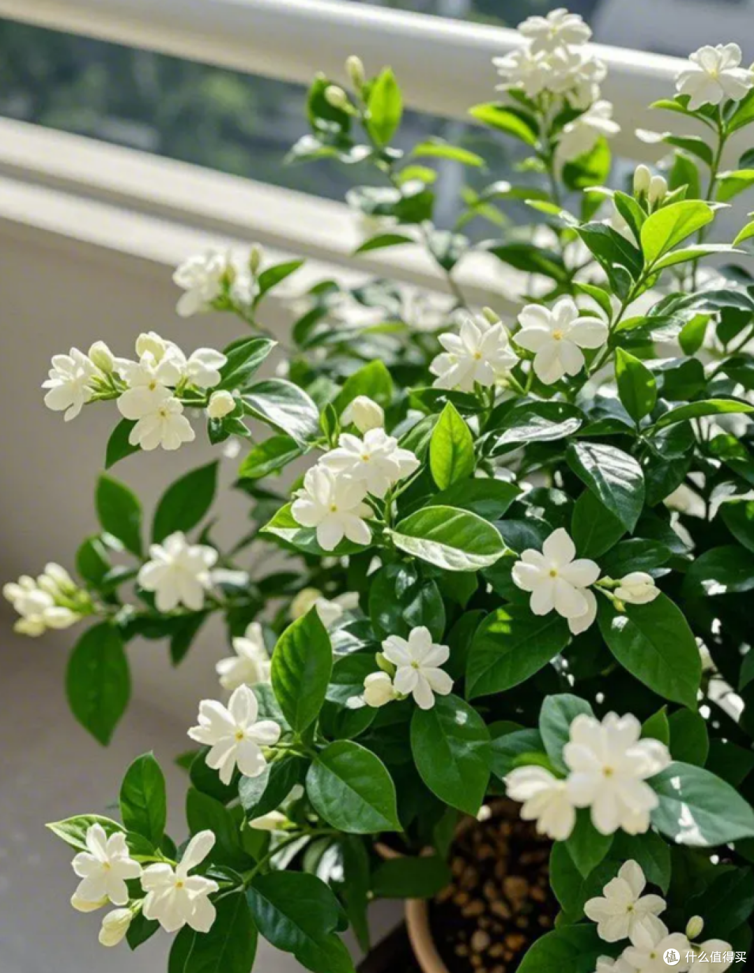 适合“穷养”的5种花,不要施肥也别勤浇水,越养越旺盛