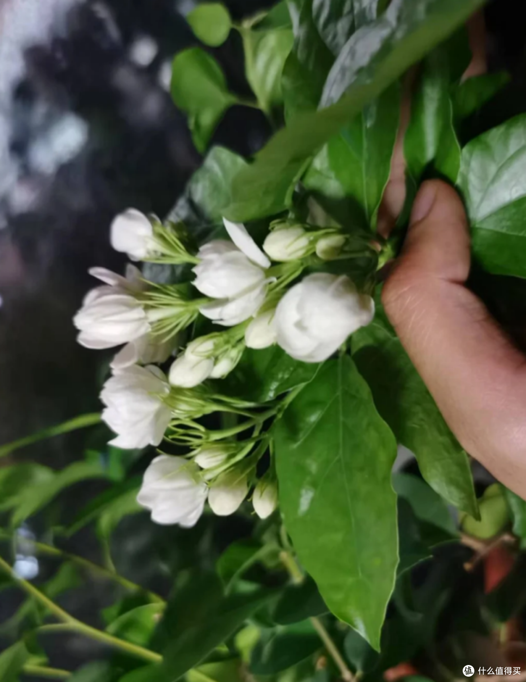 适合“穷养”的5种花,不要施肥也别勤浇水,越养越旺盛