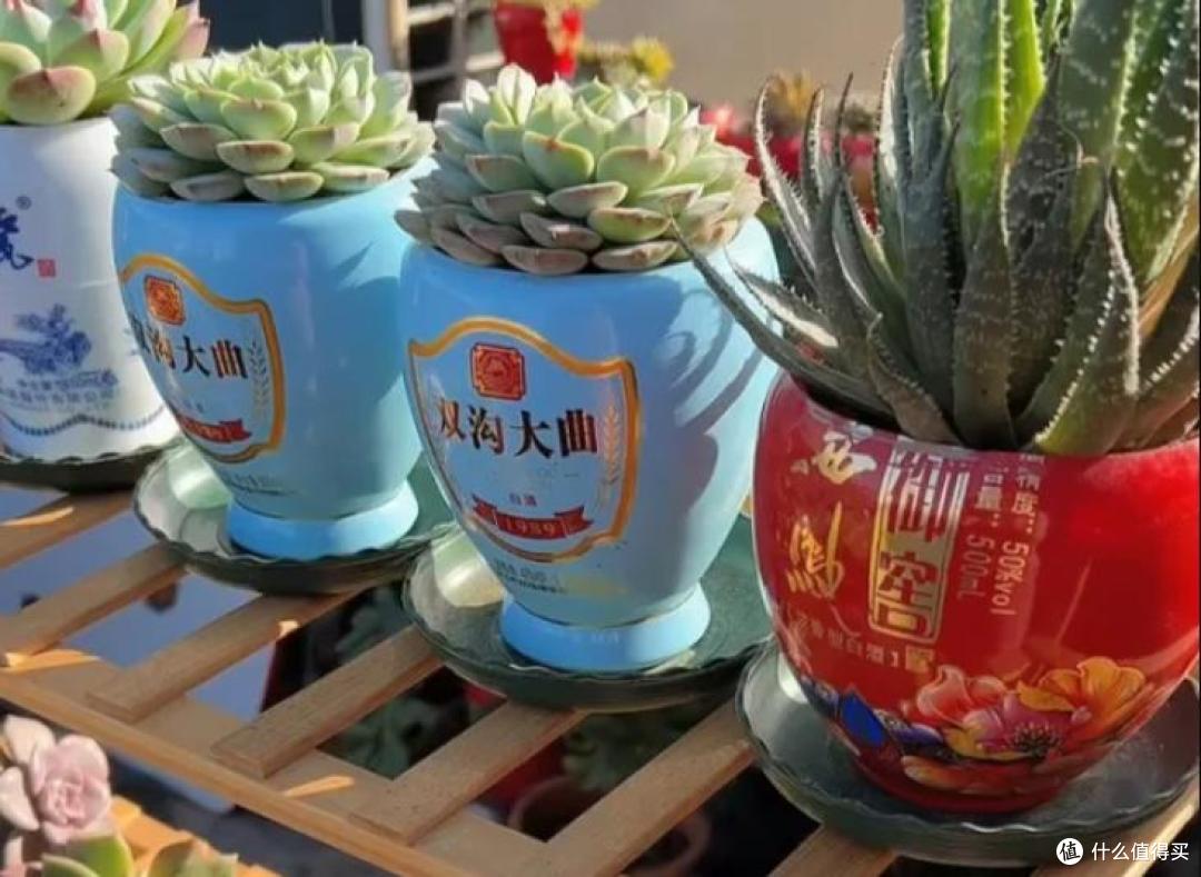 湖北一85岁大爷,因“酒瓶养多肉”火了,有钱人出高价买?不卖!