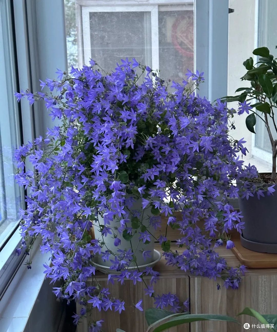 山东女子，因“紫风铃草爆花”走红，花开10000朵，壮观又治愈！