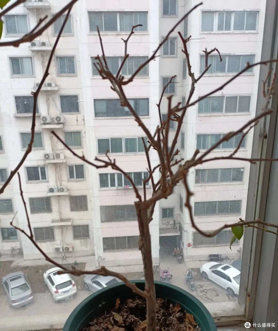 2800刚买的三角梅,因被江苏姐姐“养光杆”走红,网友:送我!