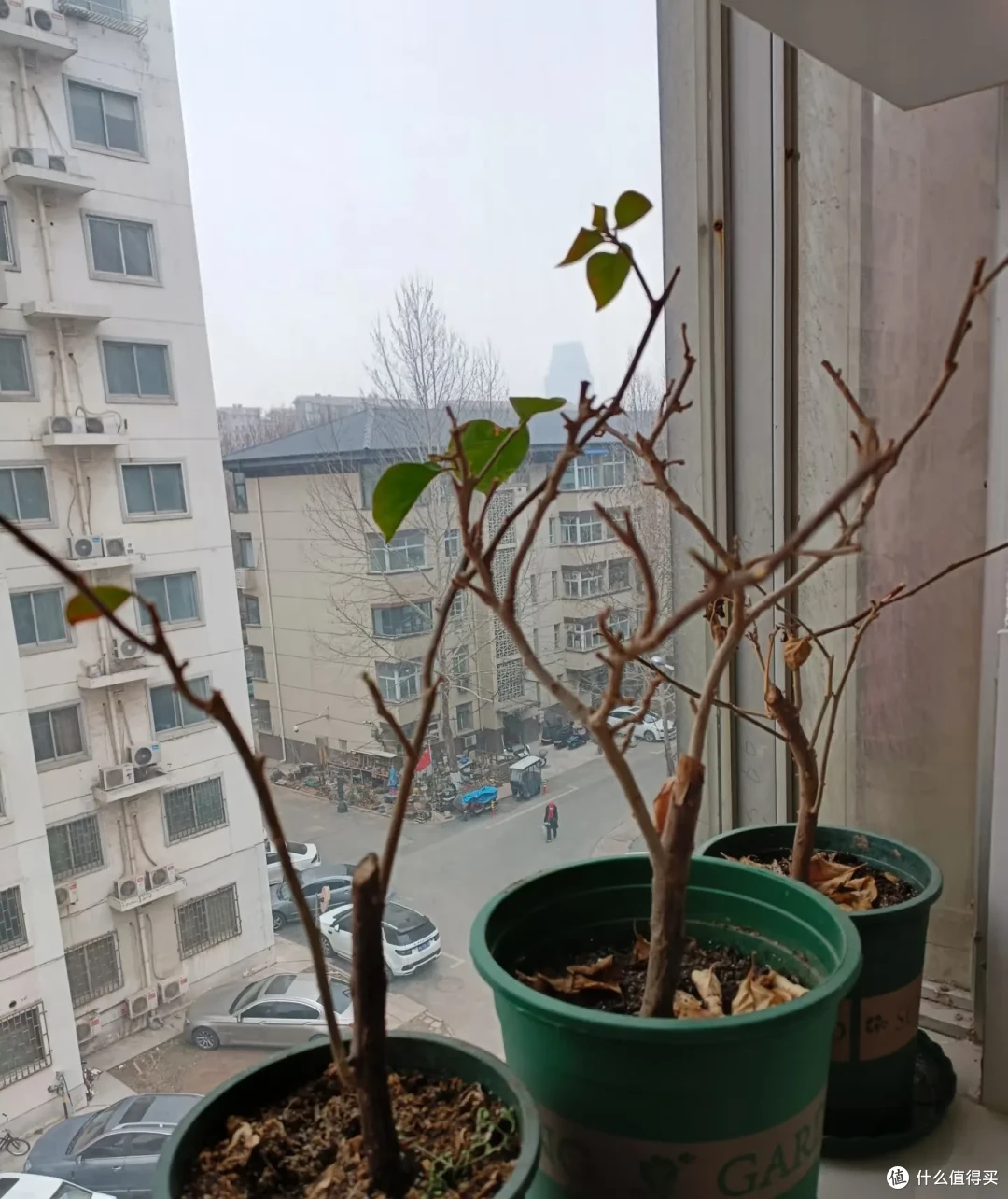 2800刚买的三角梅,因被江苏姐姐“养光杆”走红,网友:送我!