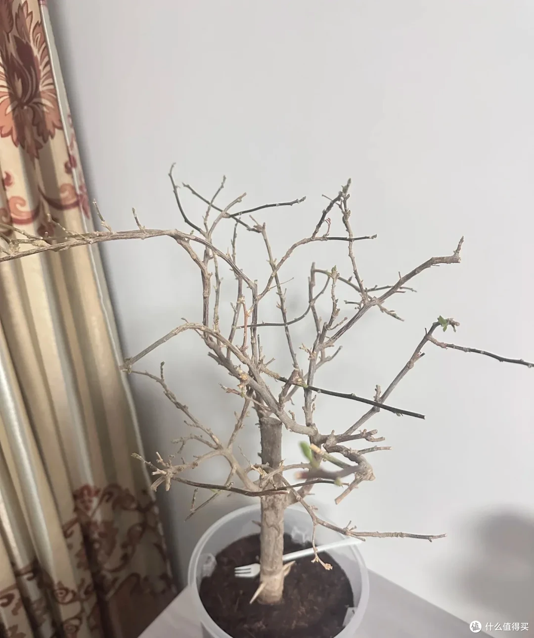 2800刚买的三角梅,因被江苏姐姐“养光杆”走红,网友:送我!