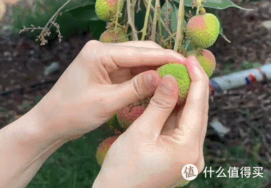妃子笑荔枝✔连杨贵妃都上头的"甜蜜炸弹"，放三天还能掐出水！
