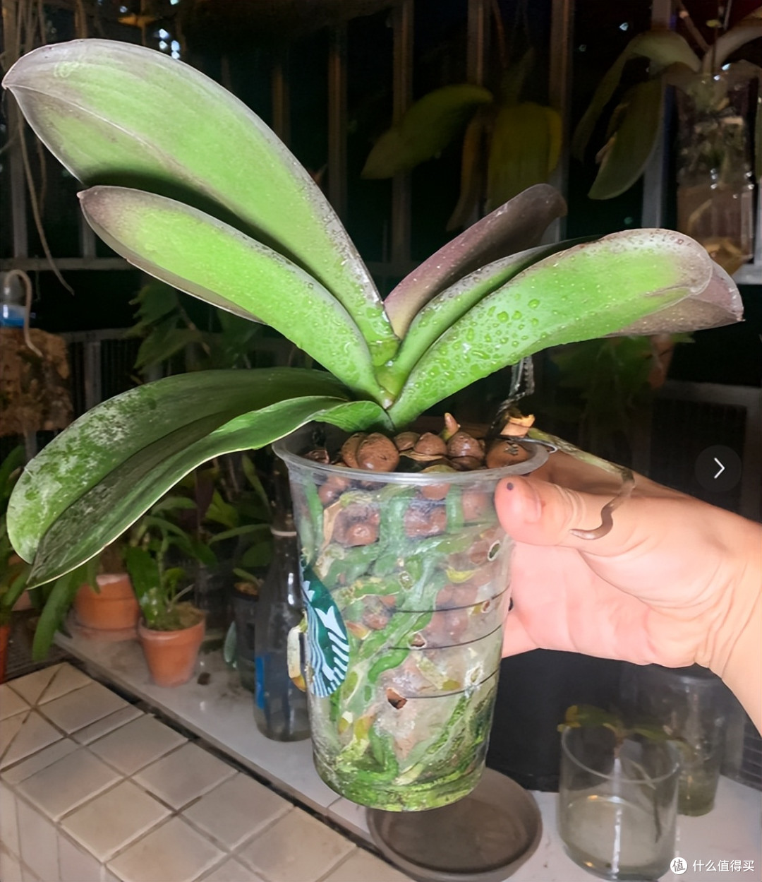 发现北京一小伙，用“鹅卵石养蝴蝶兰”，根系出奇的强壮，晒晒~