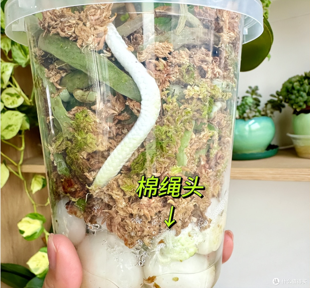 发现北京一小伙，用“鹅卵石养蝴蝶兰”，根系出奇的强壮，晒晒~