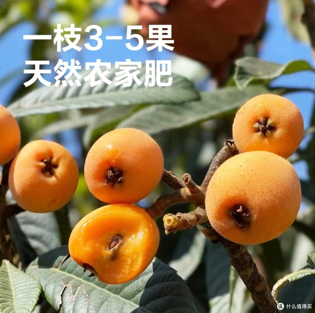 初夏的甜蜜馈赠:四川汉源大五星枇杷