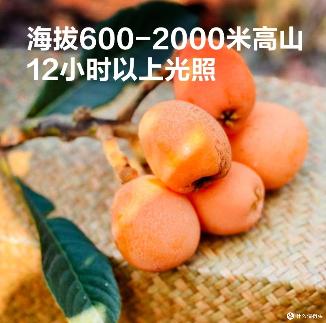 初夏的甜蜜馈赠：四川汉源大五星枇杷
