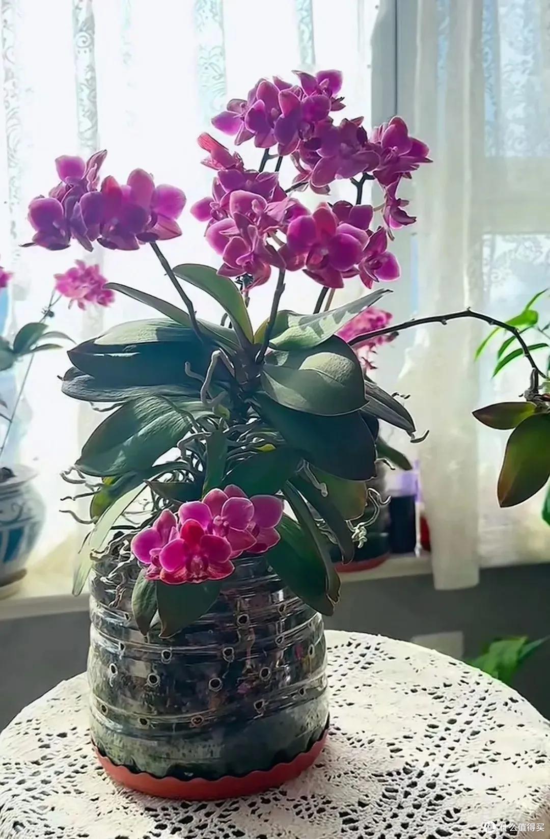 妈妈说这花真丑，色不俊花不大，网友：自己喜欢就好！