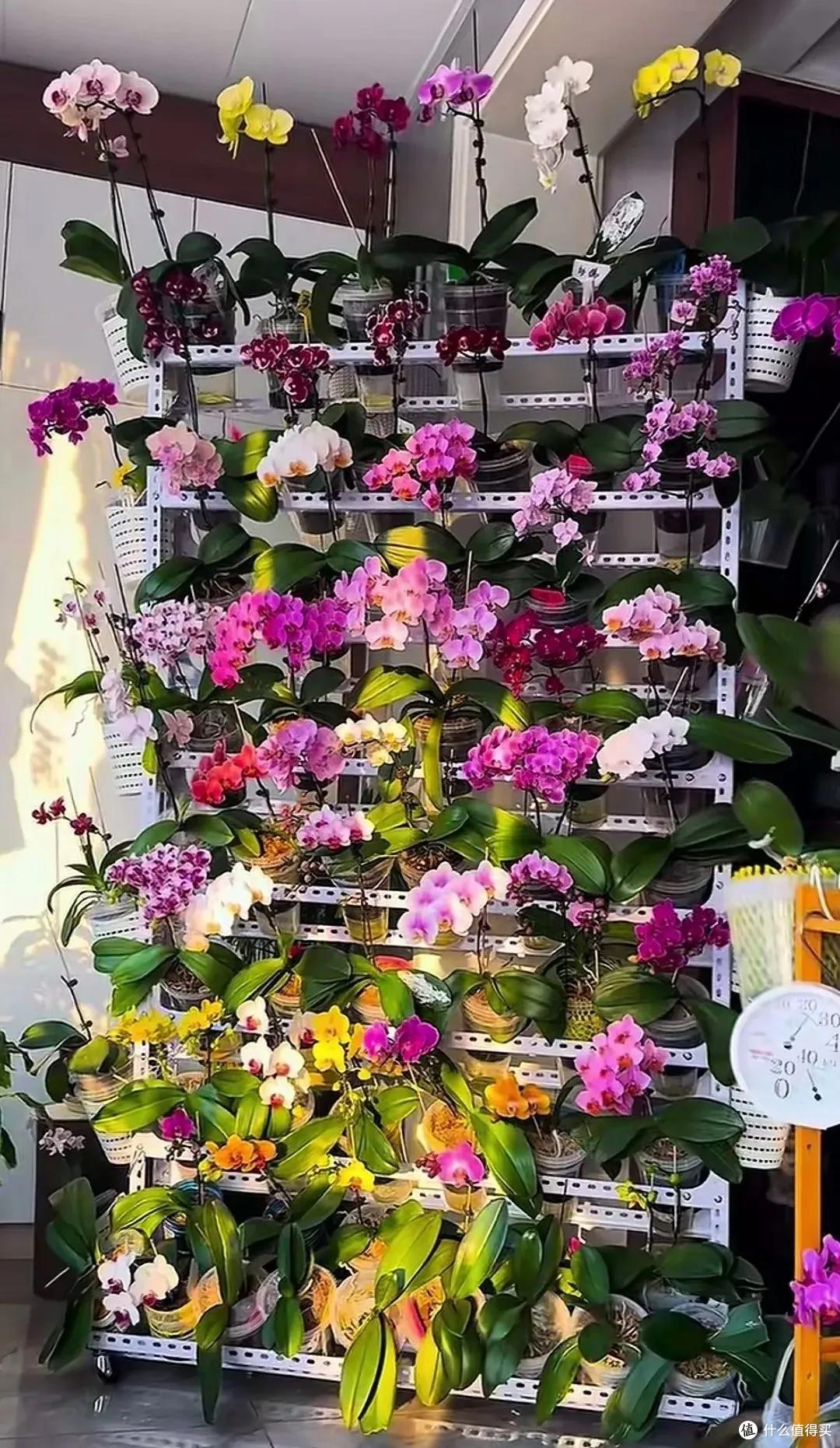 妈妈说这花真丑，色不俊花不大，网友：自己喜欢就好！