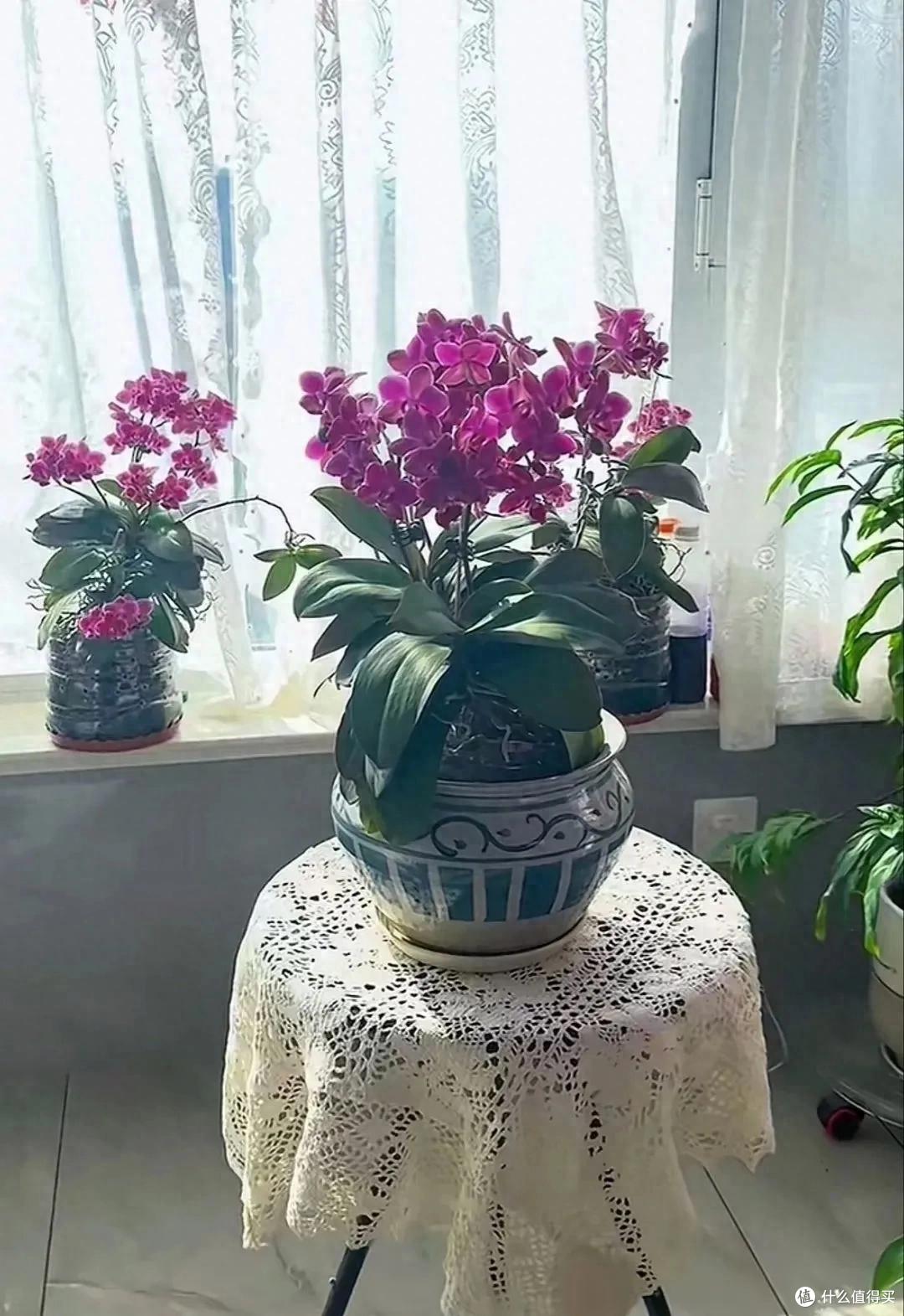 妈妈说这花真丑，色不俊花不大，网友：自己喜欢就好！