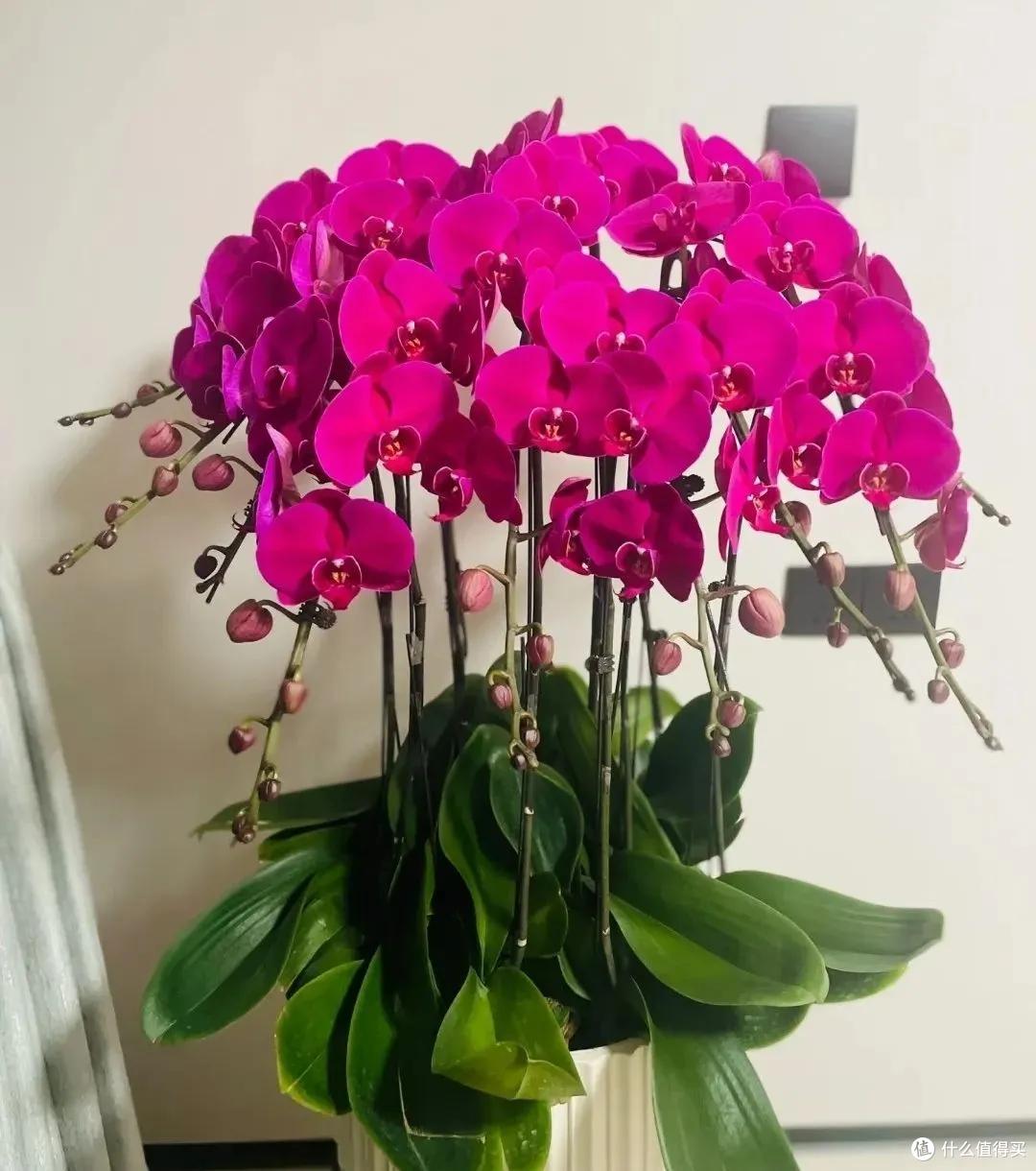 妈妈说这花真丑，色不俊花不大，网友：自己喜欢就好！