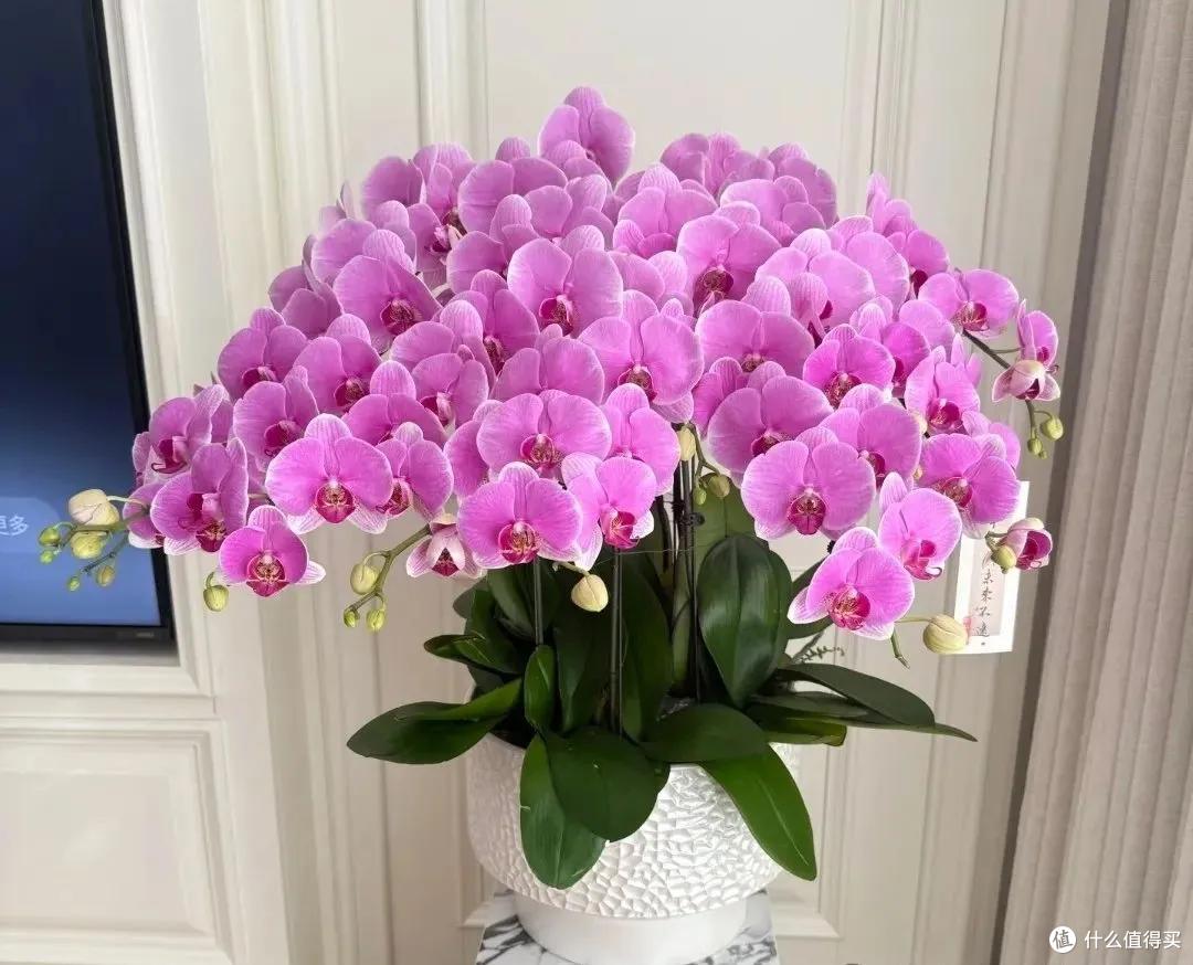 妈妈说这花真丑，色不俊花不大，网友：自己喜欢就好！
