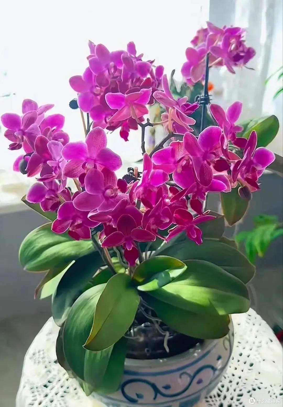 妈妈说这花真丑，色不俊花不大，网友：自己喜欢就好！