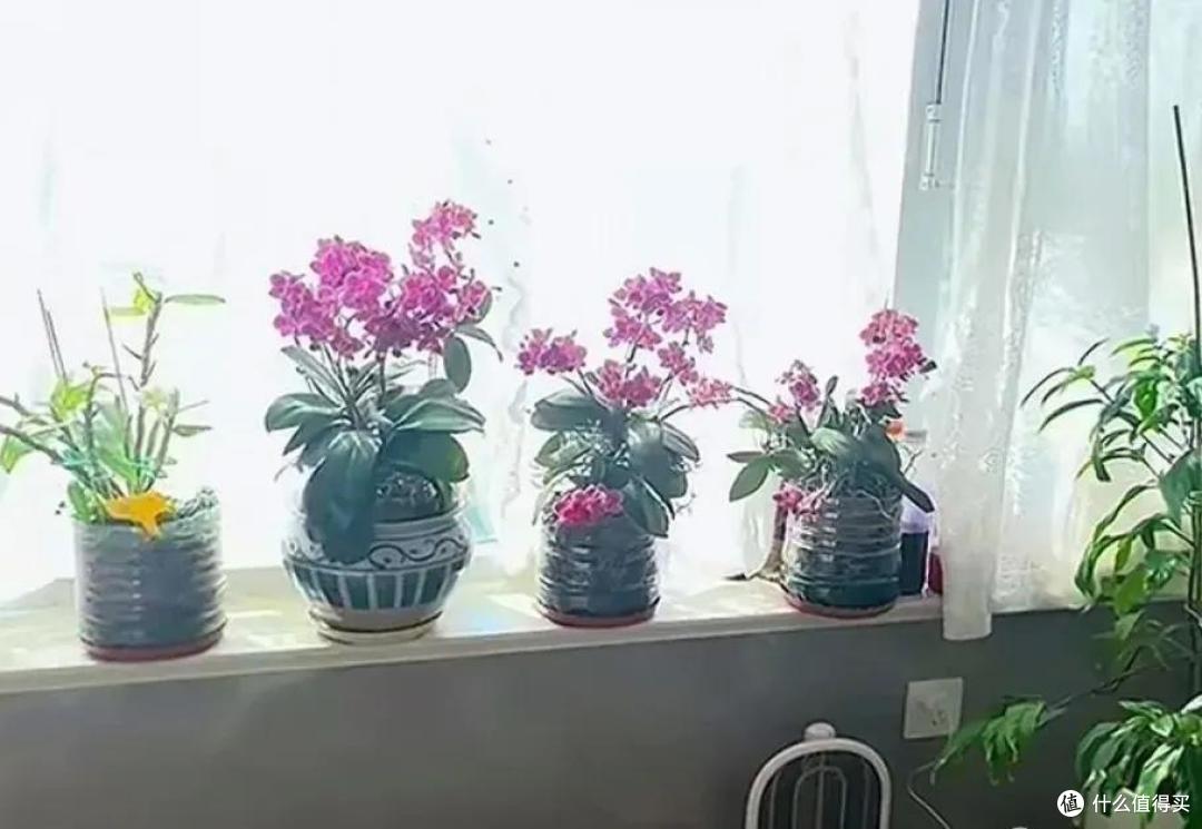 妈妈说这花真丑，色不俊花不大，网友：自己喜欢就好！