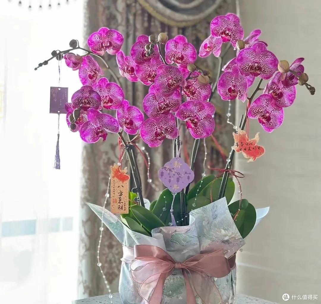 妈妈说这花真丑，色不俊花不大，网友：自己喜欢就好！