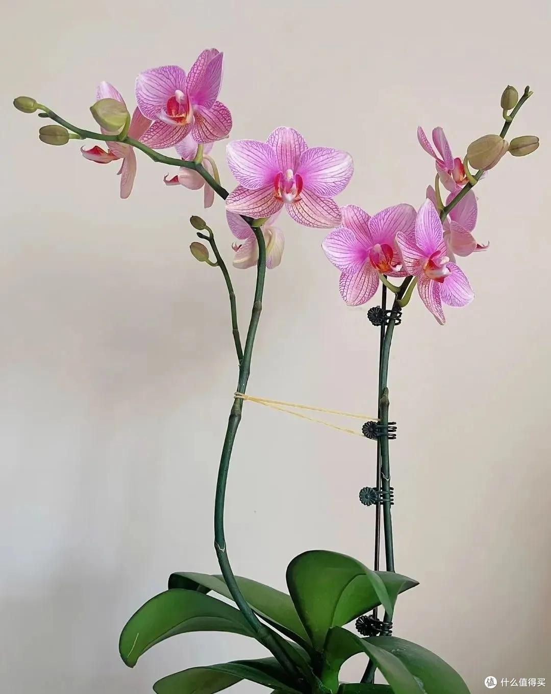 妈妈说这花真丑，色不俊花不大，网友：自己喜欢就好！