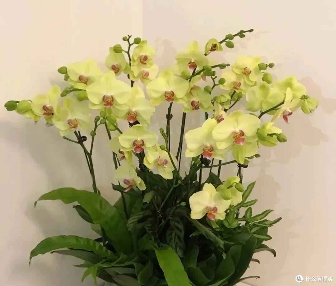 妈妈说这花真丑，色不俊花不大，网友：自己喜欢就好！