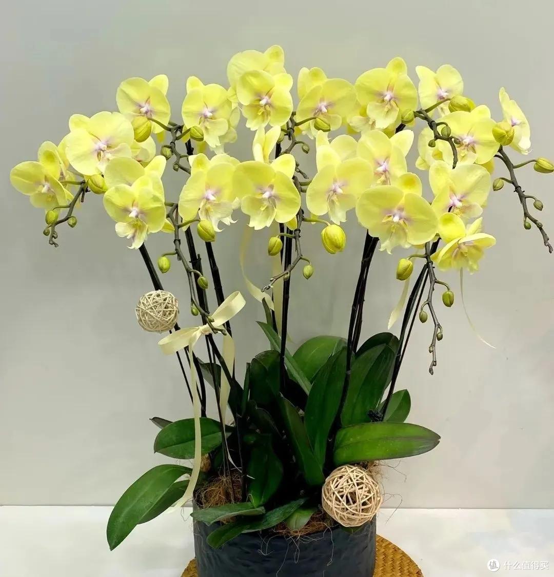 妈妈说这花真丑，色不俊花不大，网友：自己喜欢就好！