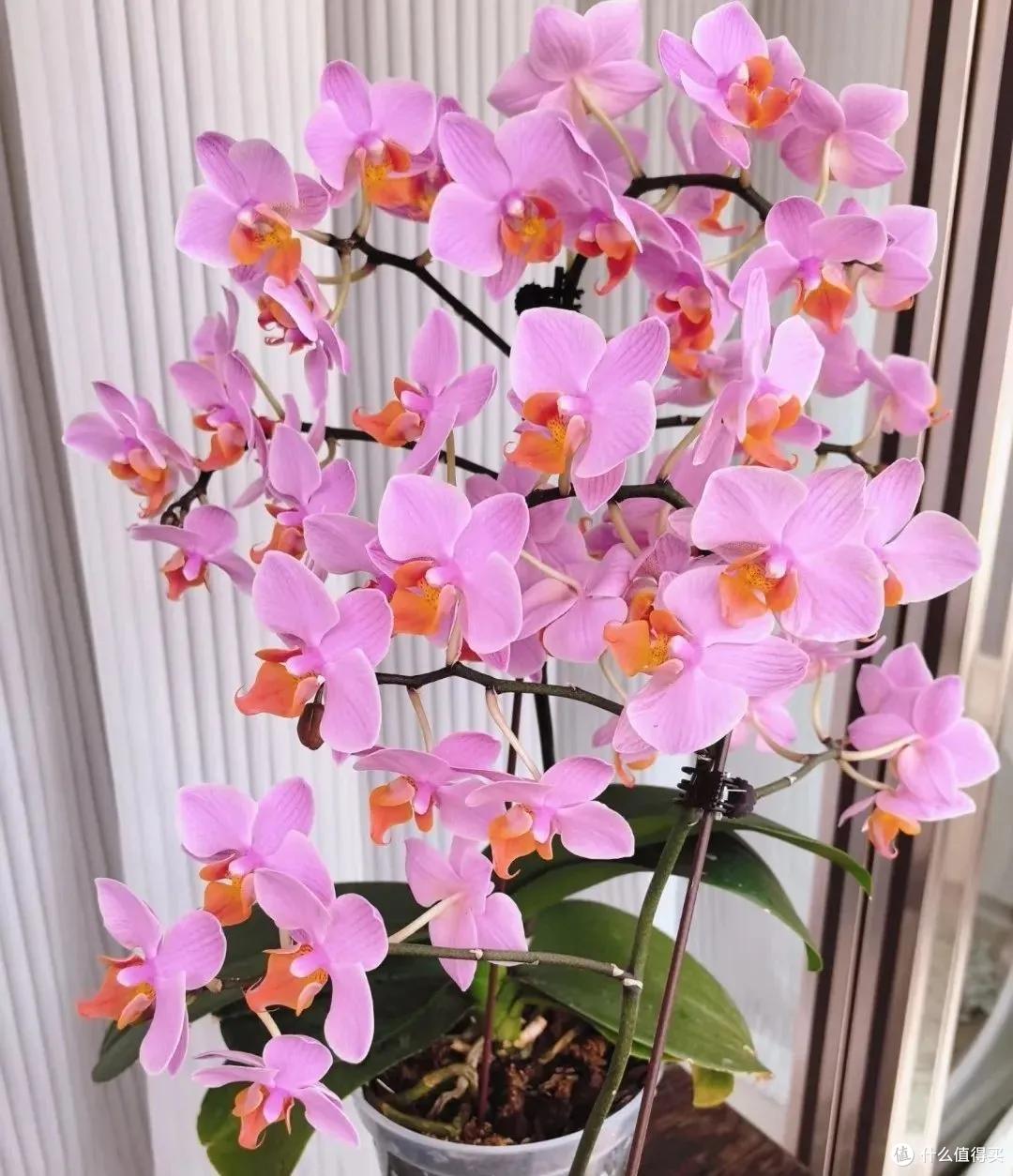 妈妈说这花真丑，色不俊花不大，网友：自己喜欢就好！