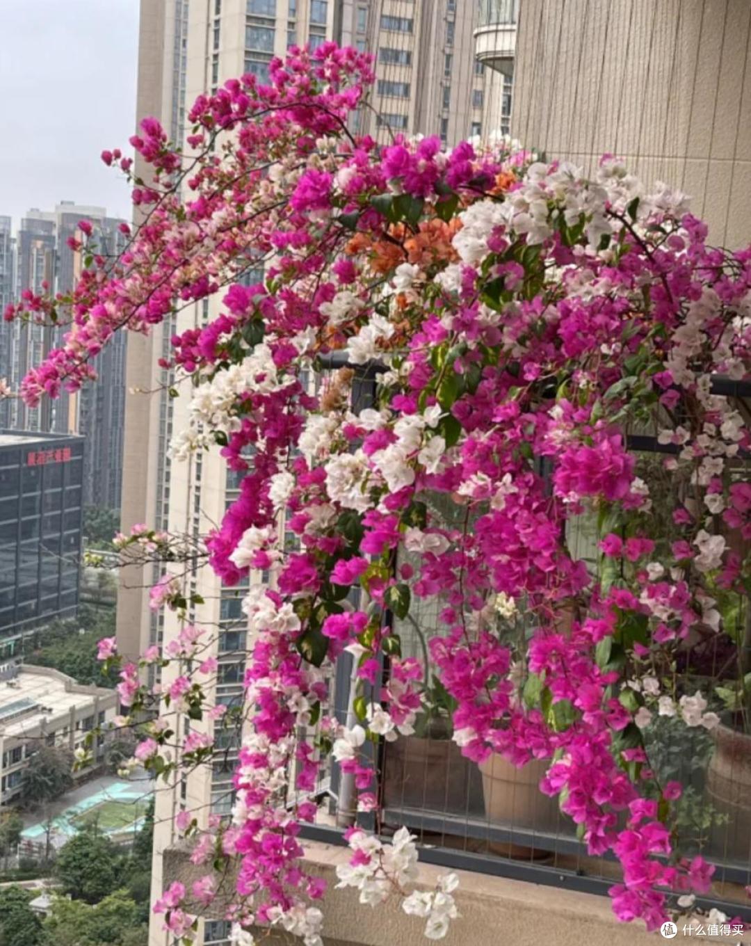 建议一定要养的7种花,一年到头都能开花,花香又漂亮!