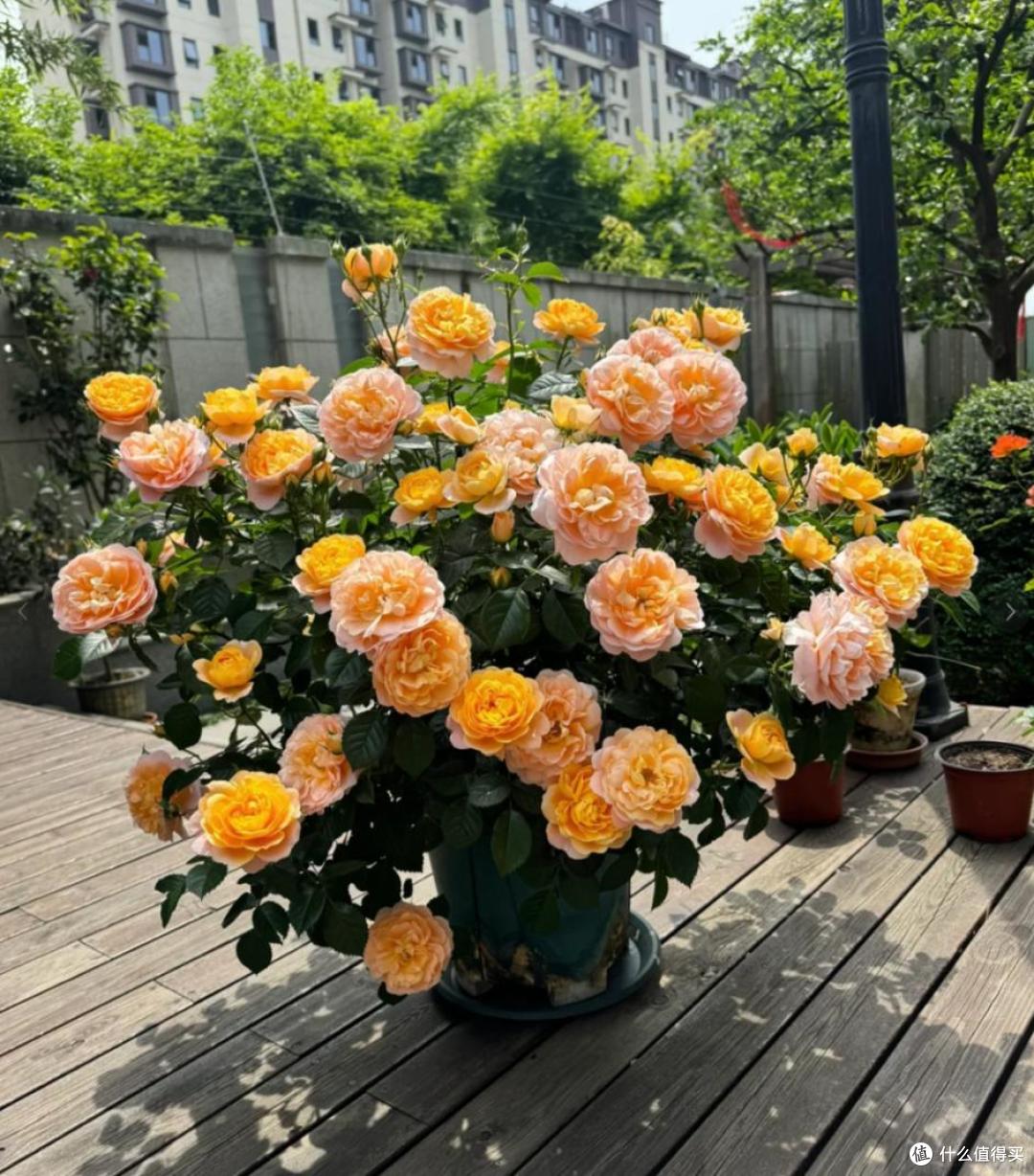 建议一定要养的7种花,一年到头都能开花,花香又漂亮!