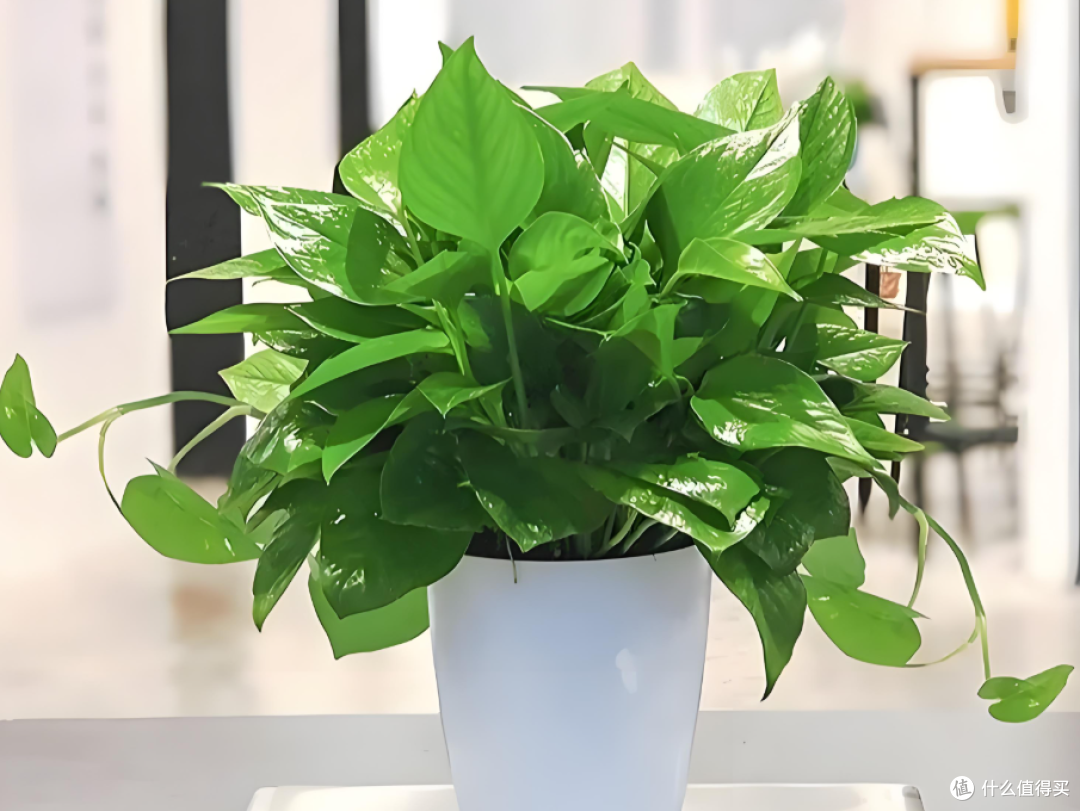 办公室懒人绿植红黑榜】这些植物比假花还好养!手残党也能养爆盆