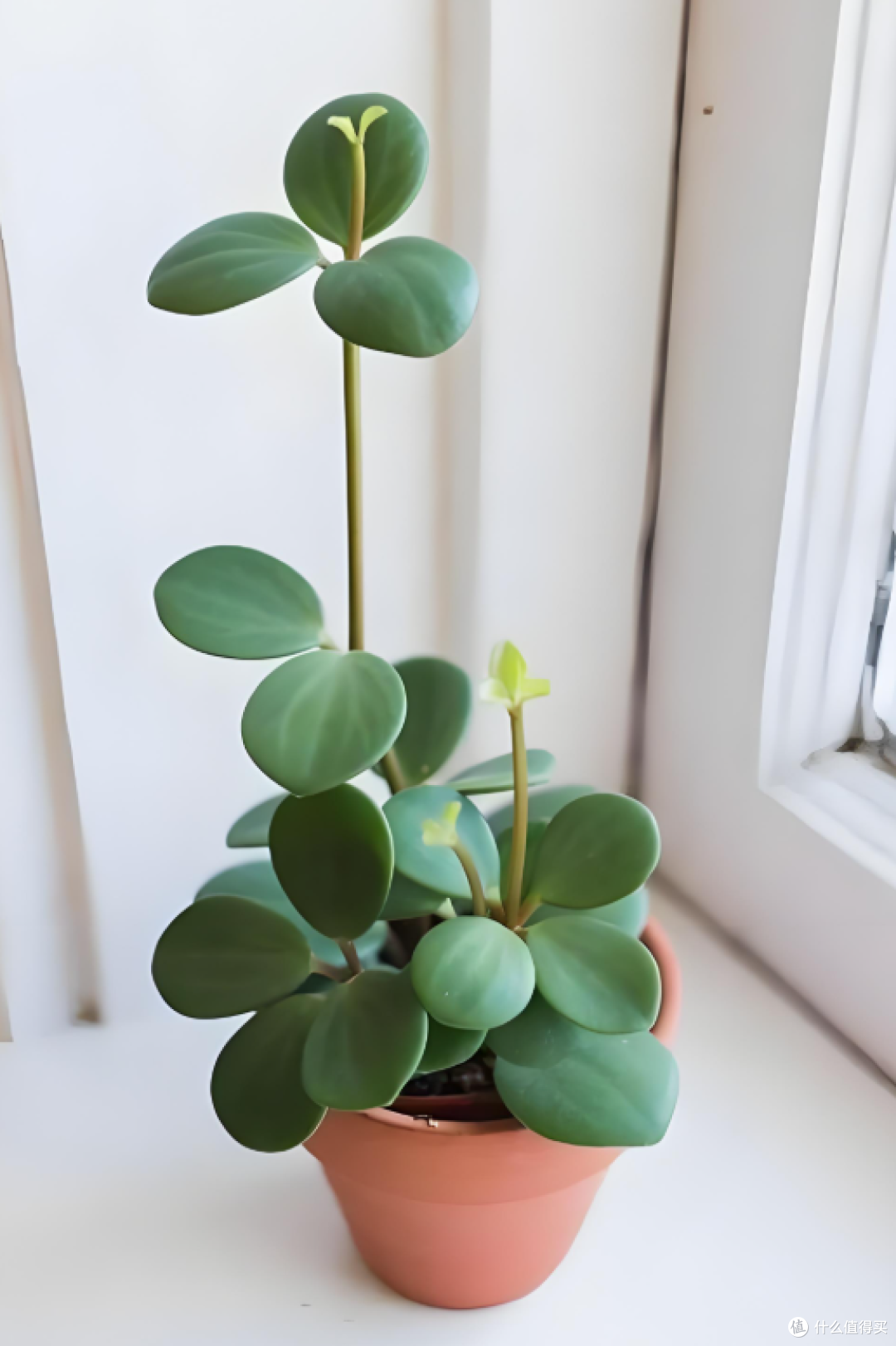 办公室懒人绿植红黑榜】这些植物比假花还好养!手残党也能养爆盆