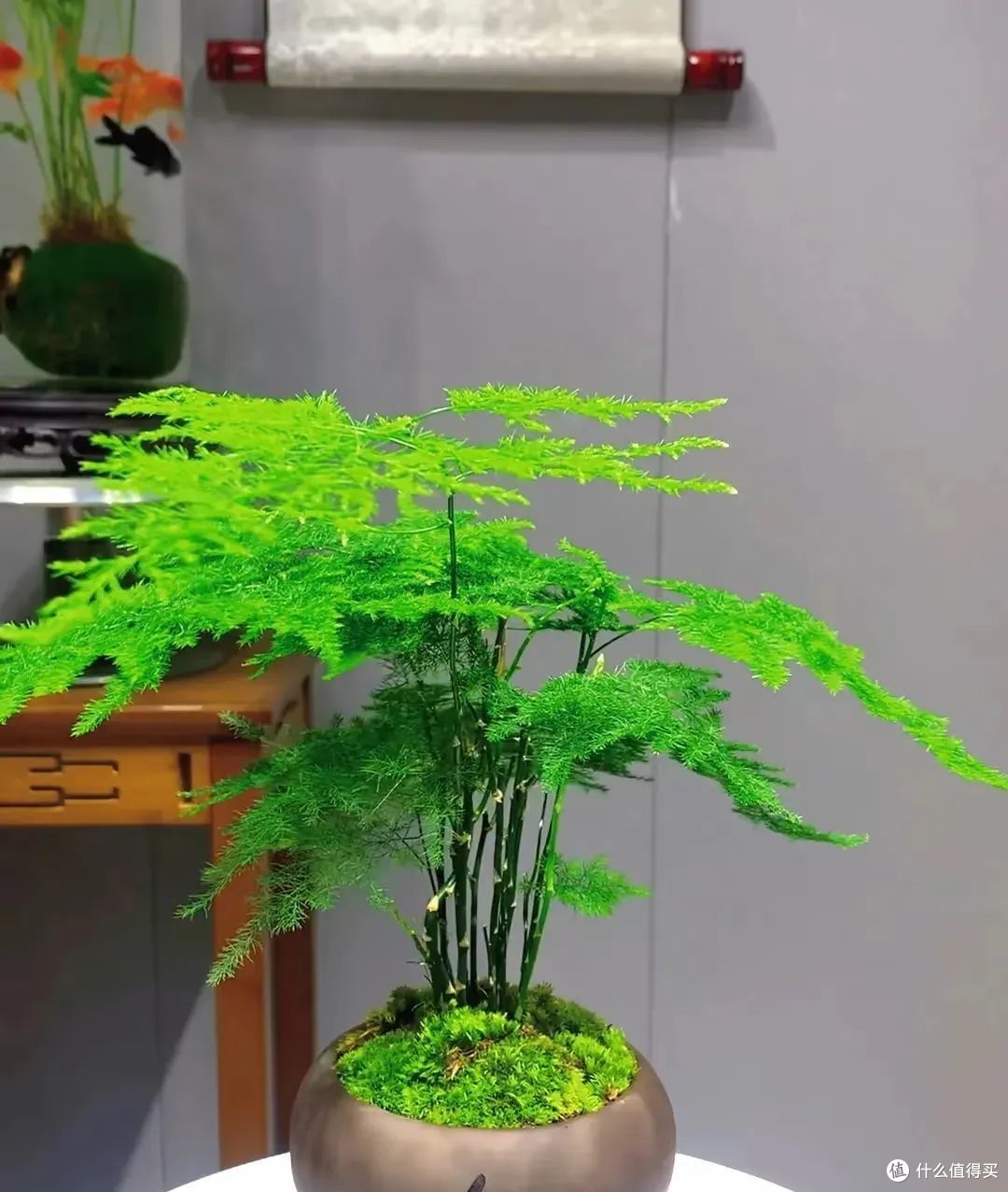天津一姥姥,因文竹“枝干长瘤”走红,网友:莫不是要成精?