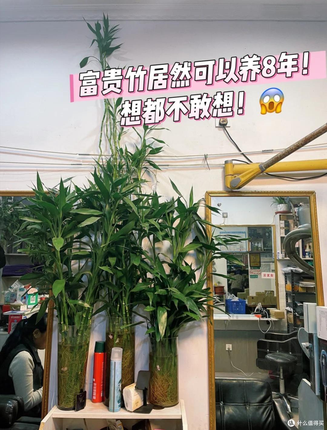 浙江一女姑娘，因“工位上养富贵竹”而火了，那叫一个壮观，晒晒