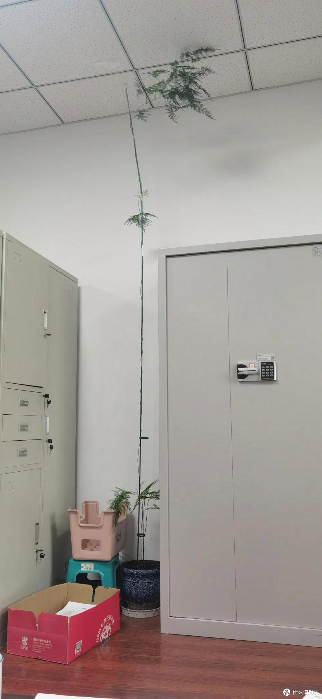浙江一女姑娘，因“工位上养富贵竹”而火了，那叫一个壮观，晒晒