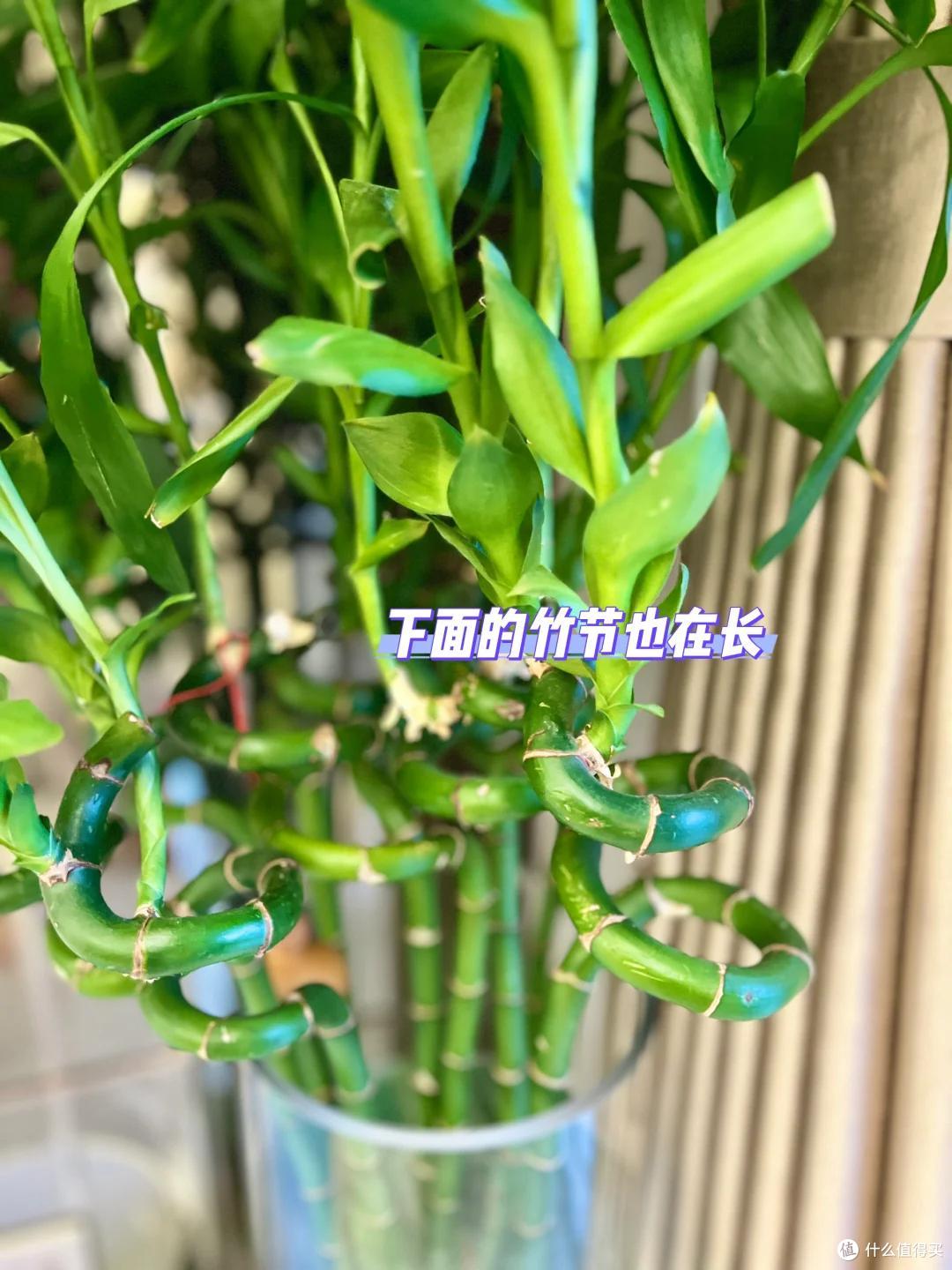 浙江一女姑娘，因“工位上养富贵竹”而火了，那叫一个壮观，晒晒