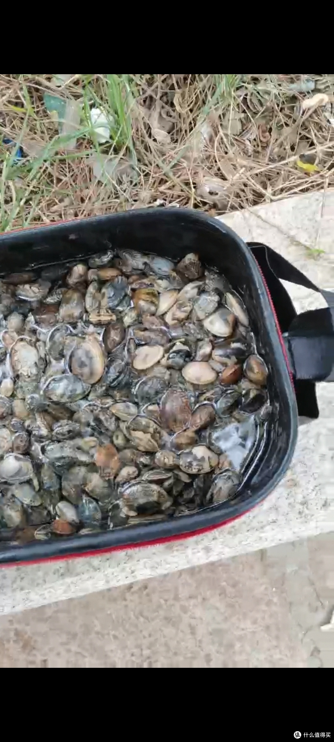 赶海日记：赶海的收获与感悟