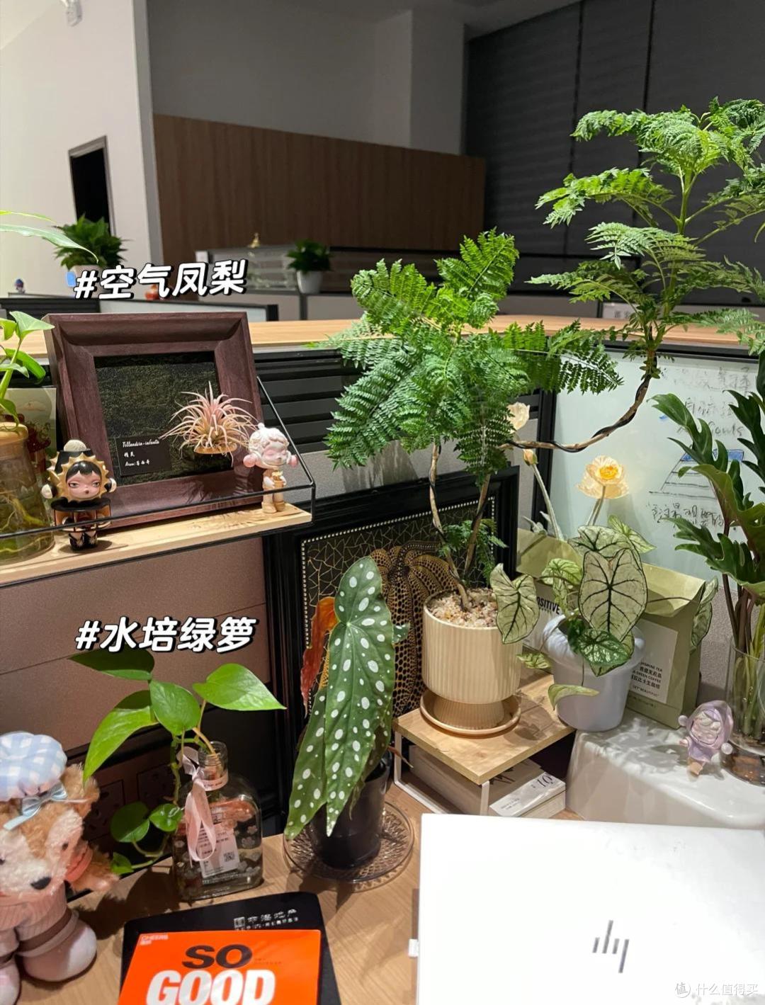 上海一女姑娘,因“工位养花”被约谈,引全员效仿,那叫一个壮观