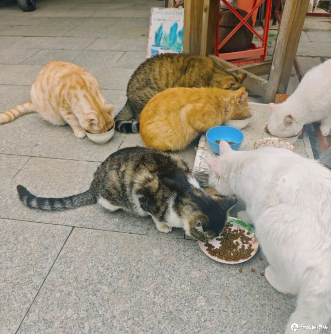 海洋之星冰川三文鱼烘焙猫粮——猫咪美毛“魔法粮”✨