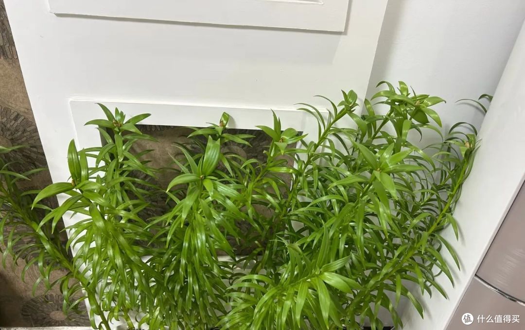 上海一女子晒“老公拔花”愁坏了,还有救不?网友:打不过就放弃