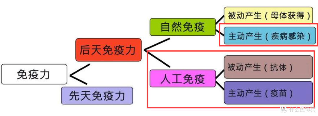 为什么我的孩子更容易感冒呢?