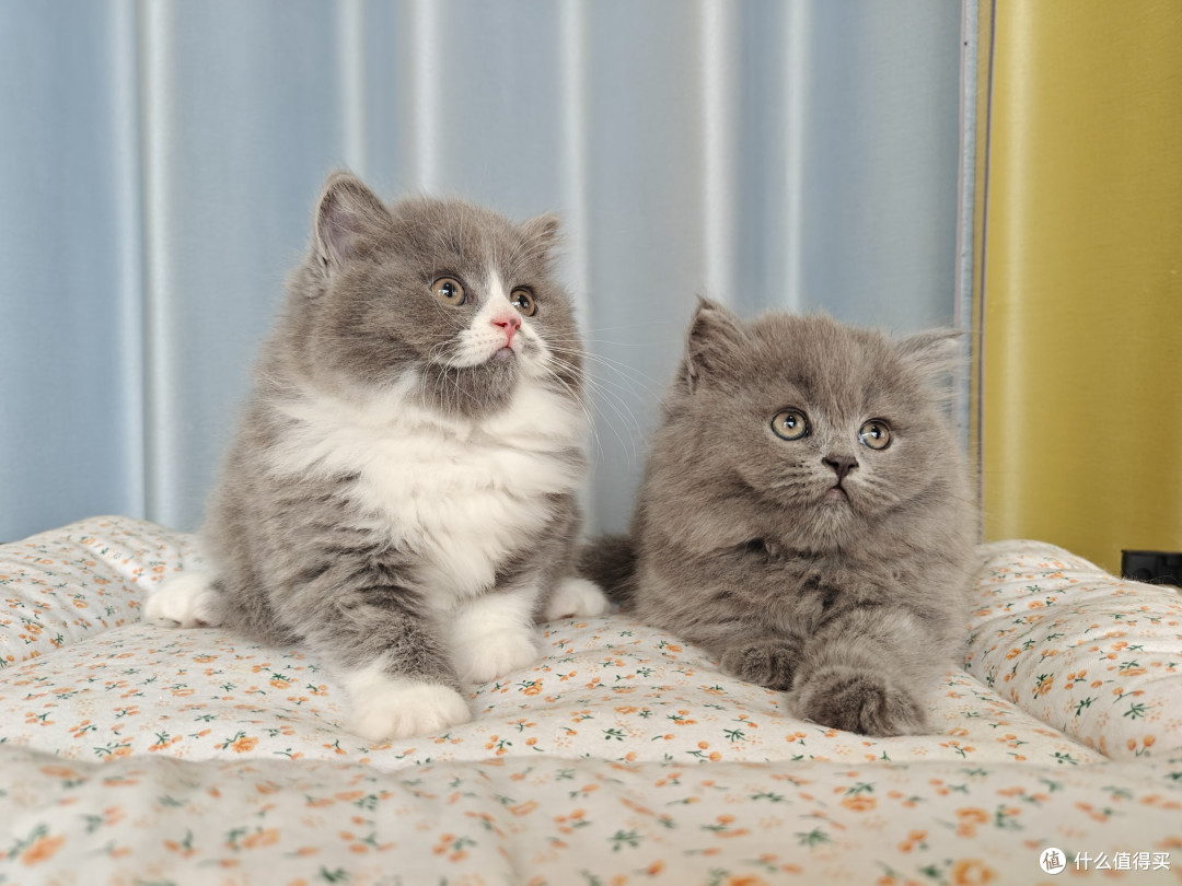 大家喜欢长毛猫还是短毛猫