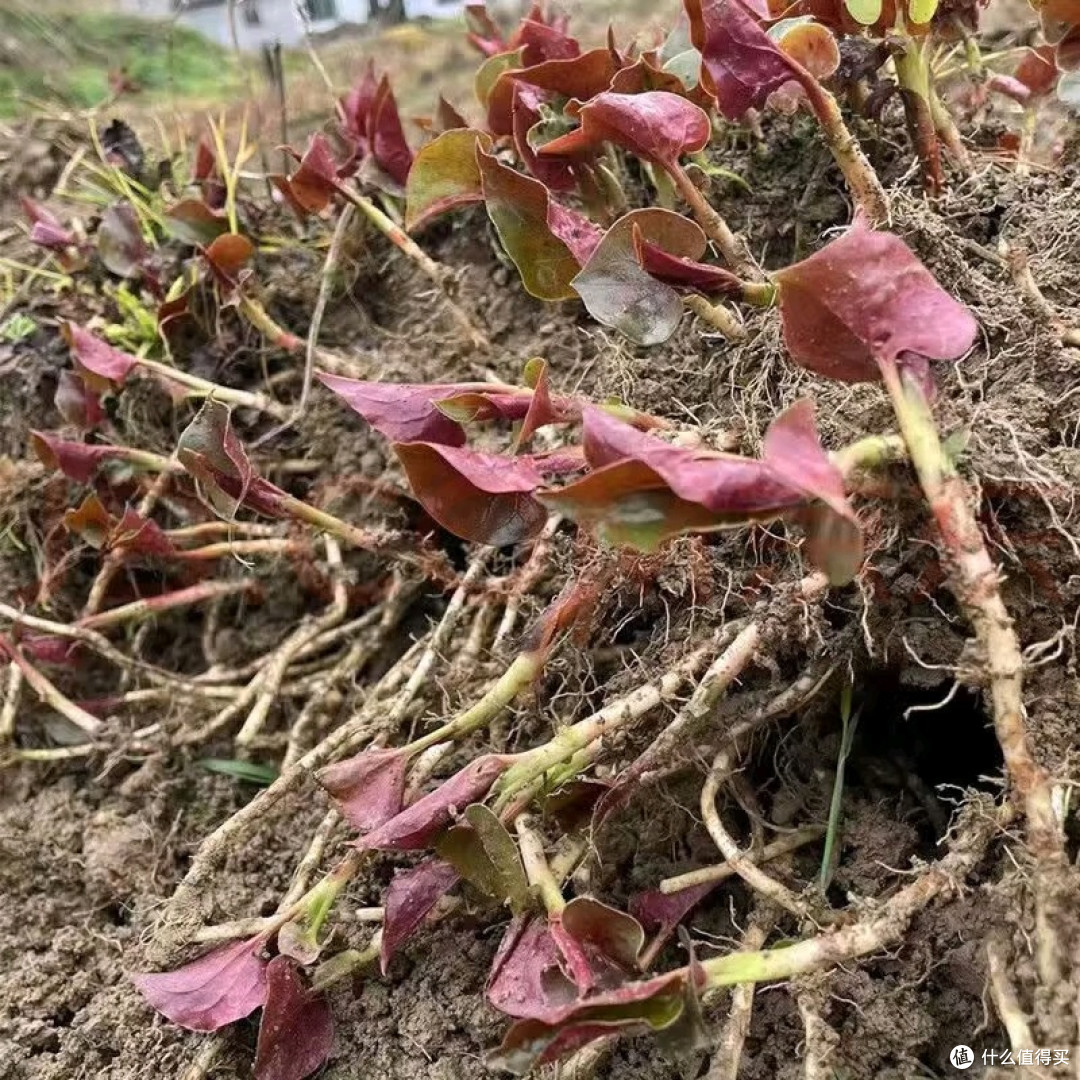 新鲜折耳根