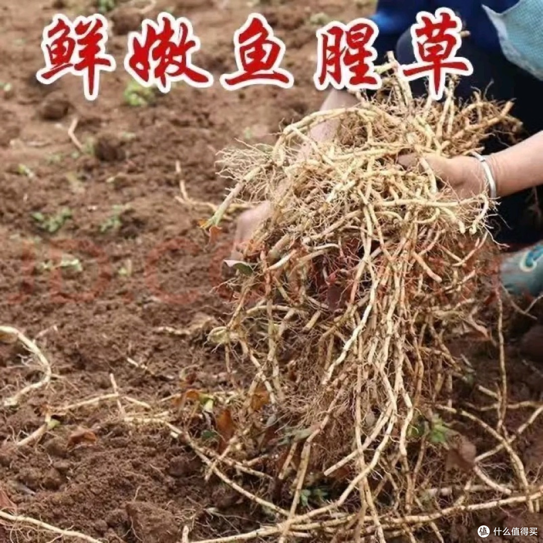 新鲜折耳根