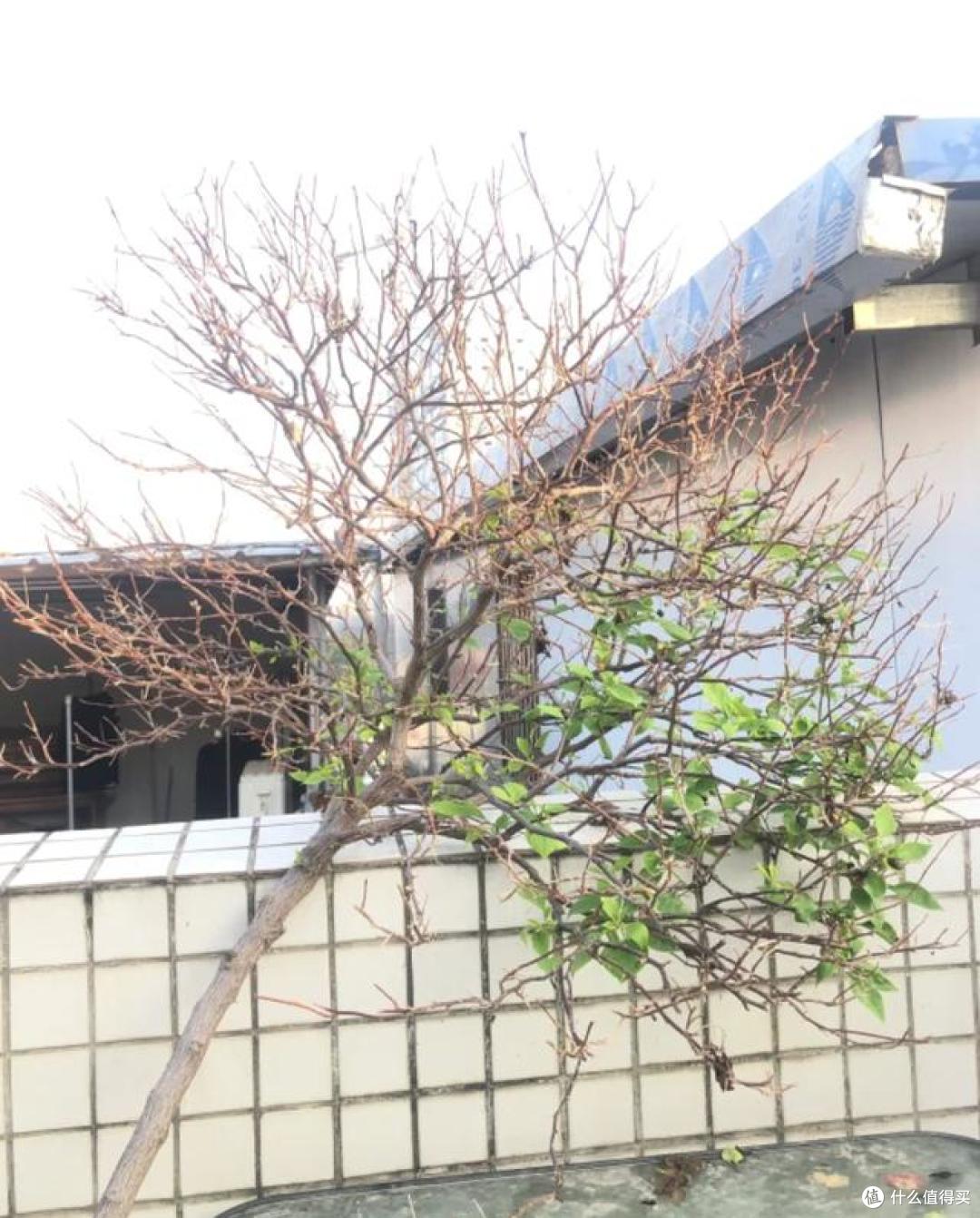 三角梅已被列入“黑名单”？原因有5个，每个都戳痛点！