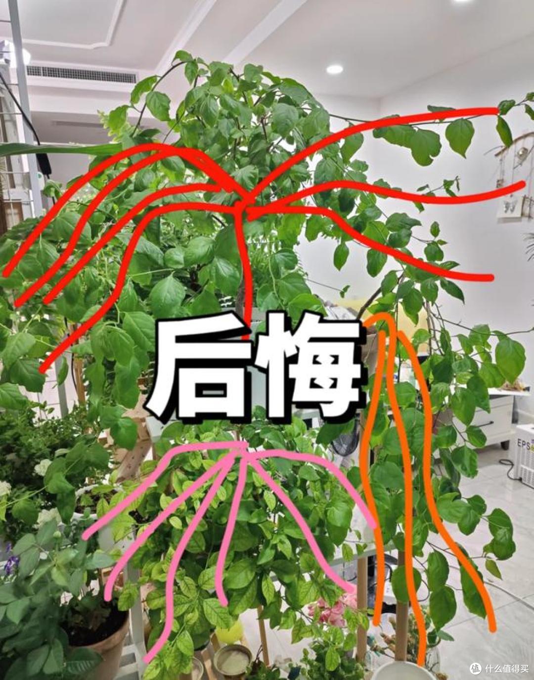 三角梅已被列入“黑名单”？原因有5个，每个都戳痛点！