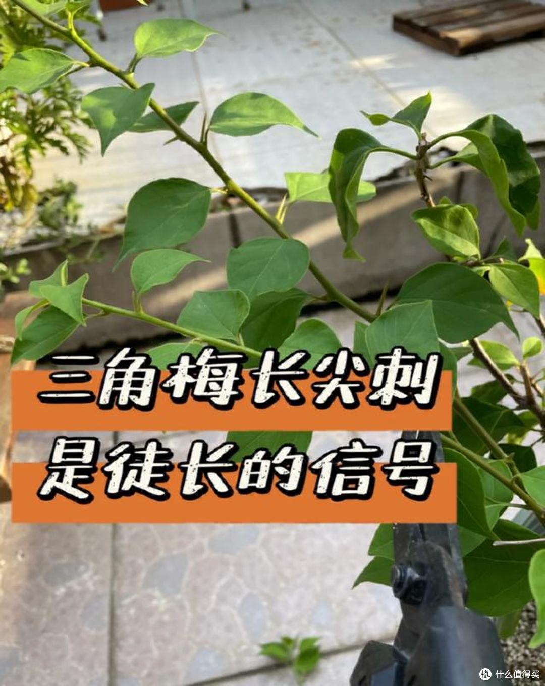 三角梅已被列入“黑名单”？原因有5个，每个都戳痛点！