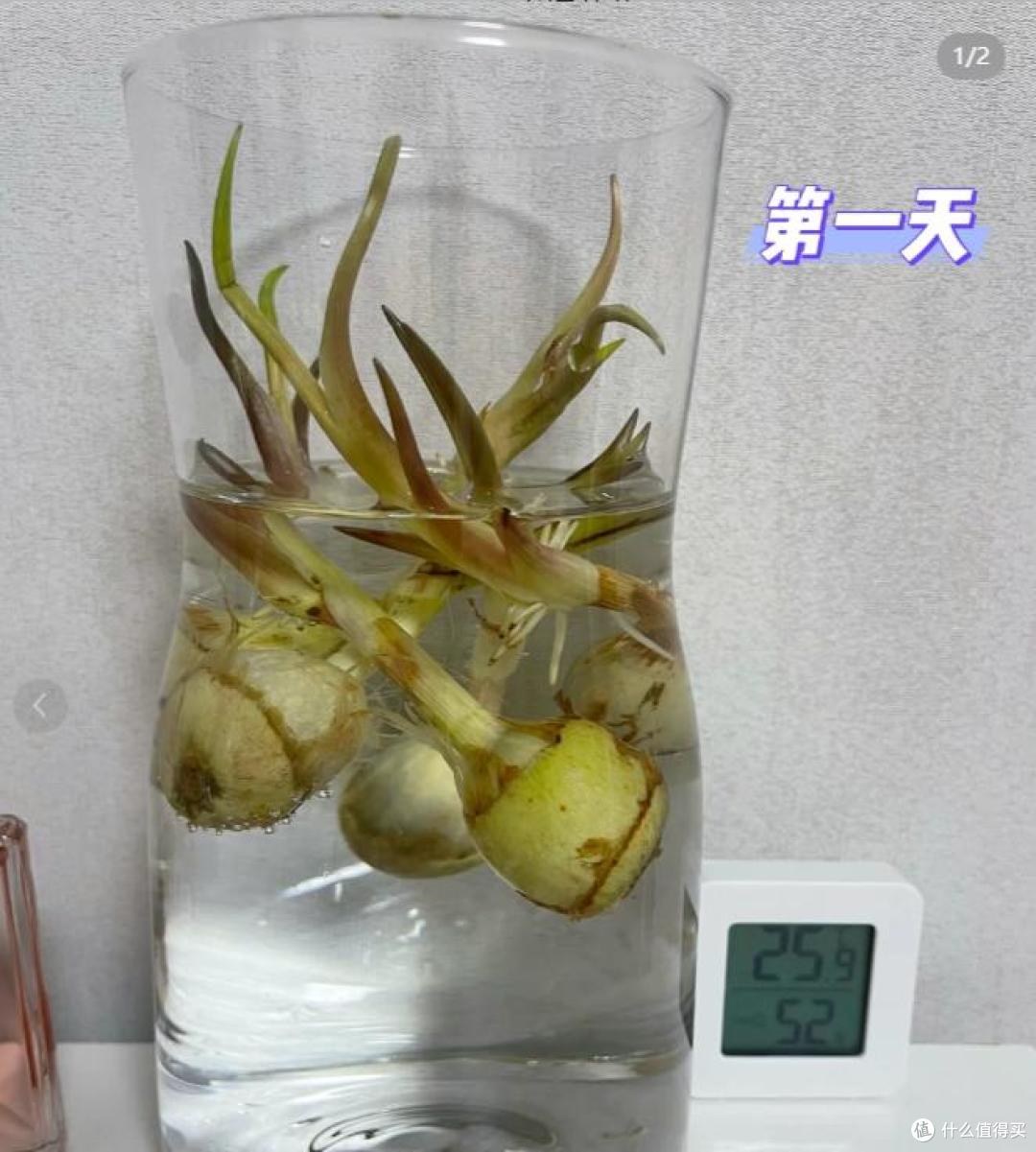 江苏一女子,因“把茨菇当绿植养”火了,亭亭玉立,太养眼了~