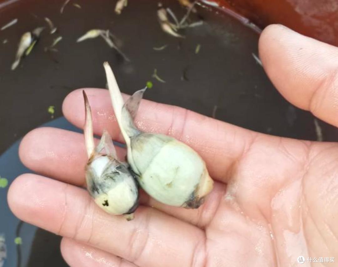 江苏一女子,因“把茨菇当绿植养”火了,亭亭玉立,太养眼了~