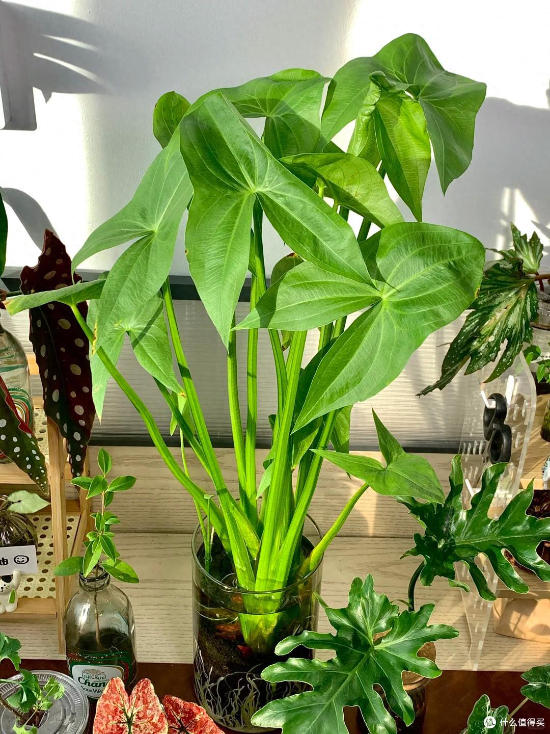 江苏一女子,因“把茨菇当绿植养”火了,亭亭玉立,太养眼了~