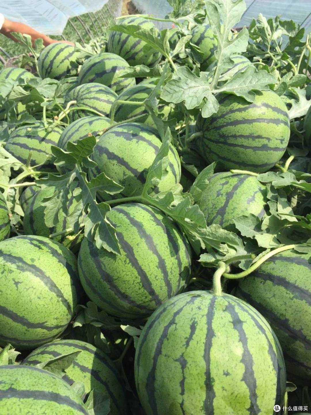 中国西瓜top10,吃过的都说好!