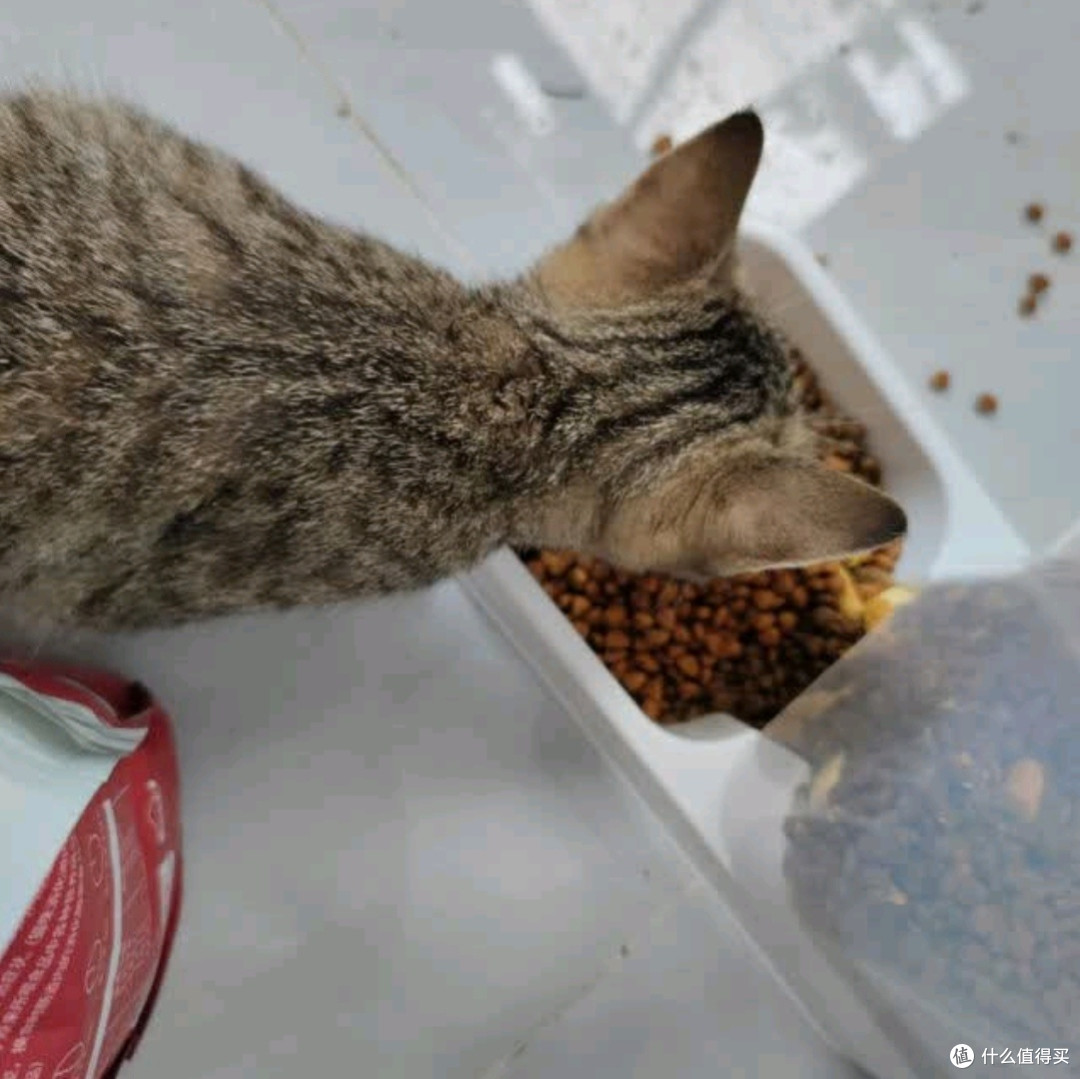 亿迪幼猫粮:专为1-12月龄蓝猫英短美短小猫打造的离乳期全价奶糕